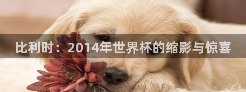 今年的世界杯:比利时:2014年世界杯的缩影与惊喜